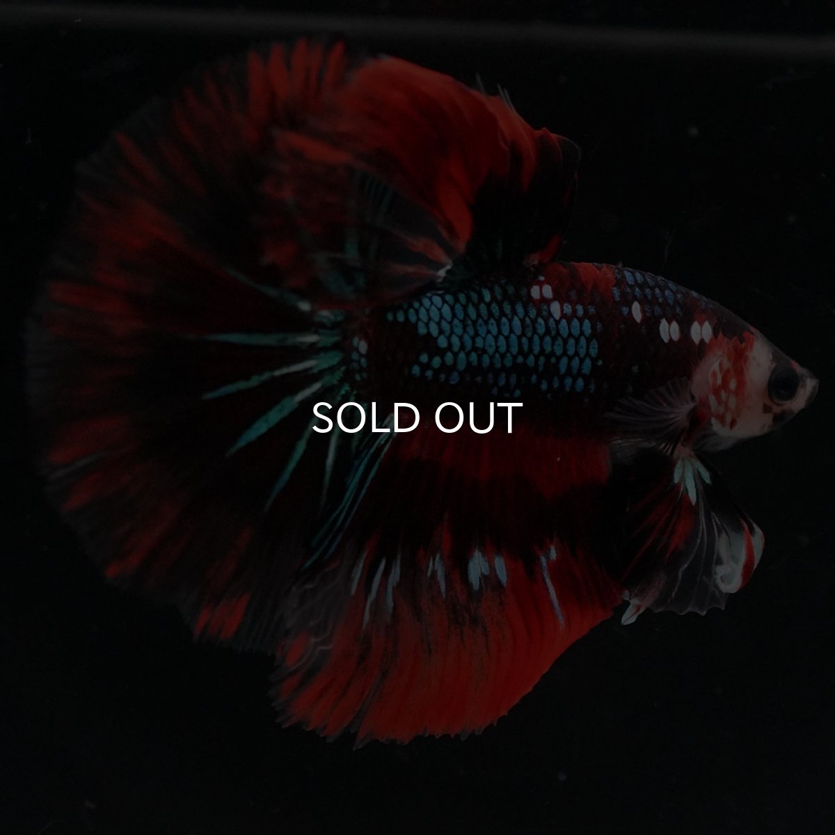 画像7: HM　レッドギャラクシー (7)