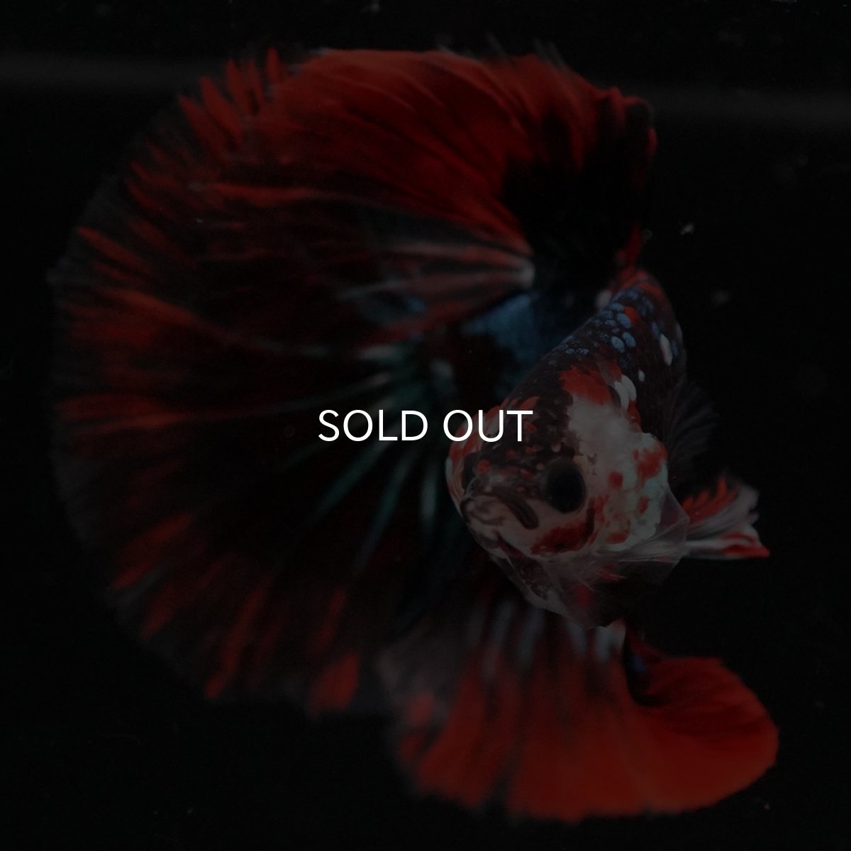 画像3: HM　レッドギャラクシー (3)