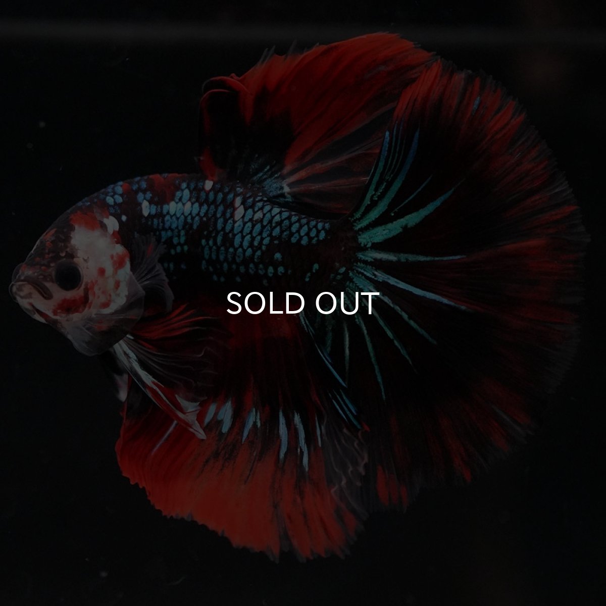 画像6: HM　レッドギャラクシー (6)