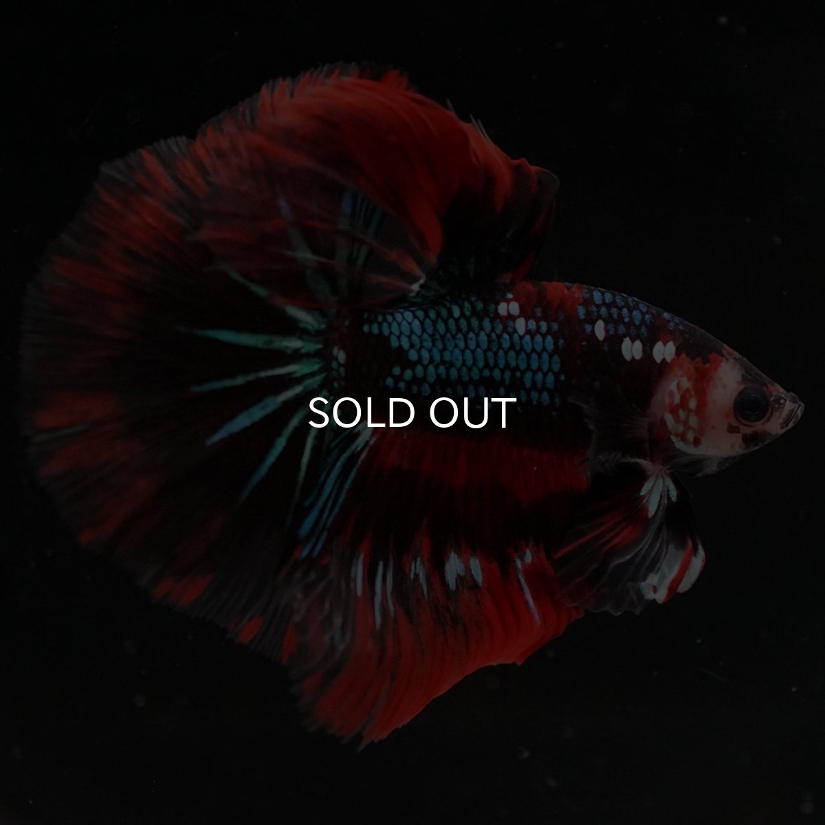 画像5: HM　レッドギャラクシー (5)