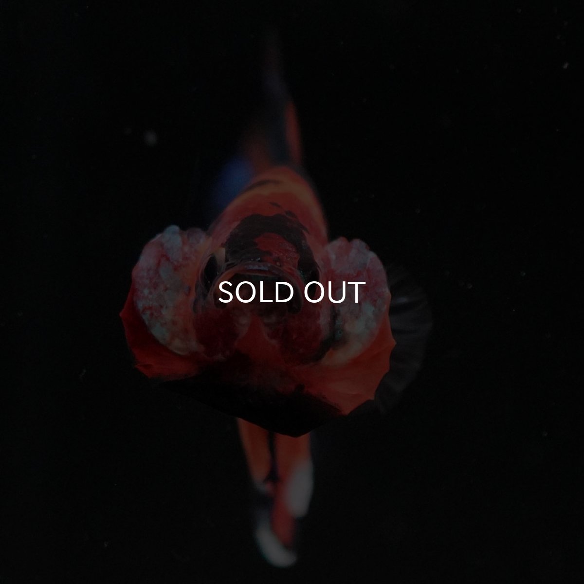 画像3: HMPK キャンディギャラクシー (3)