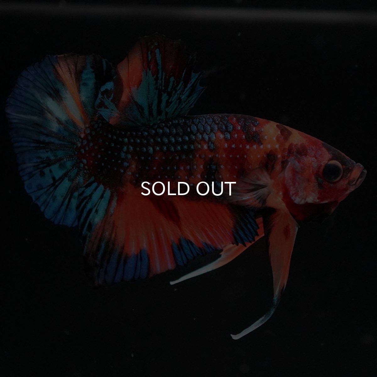 画像5: HMPK キャンディギャラクシー (5)