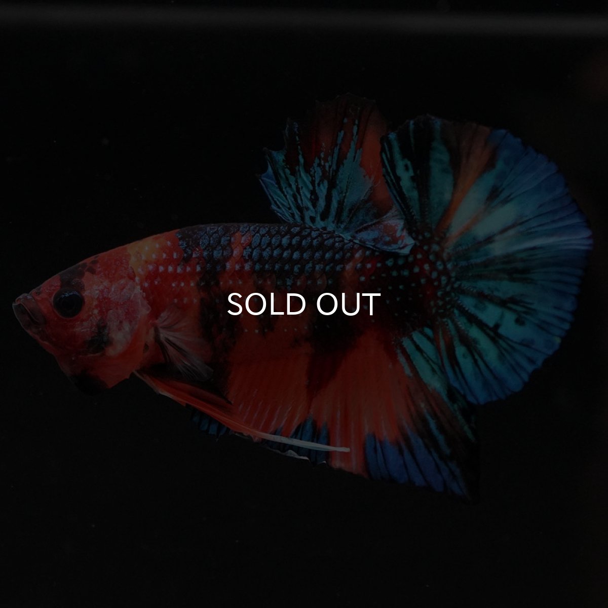 画像6: HMPK キャンディギャラクシー (6)