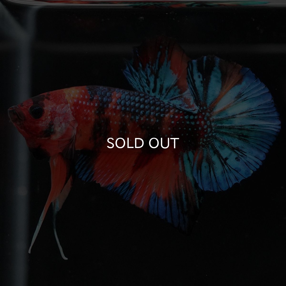 画像2: HMPK キャンディギャラクシー (2)