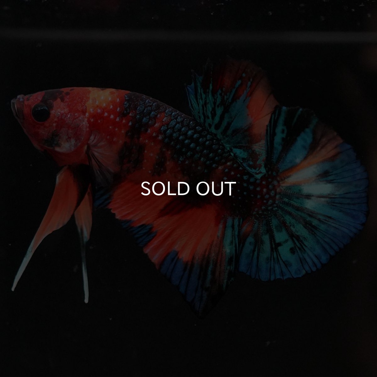 画像4: HMPK キャンディギャラクシー (4)