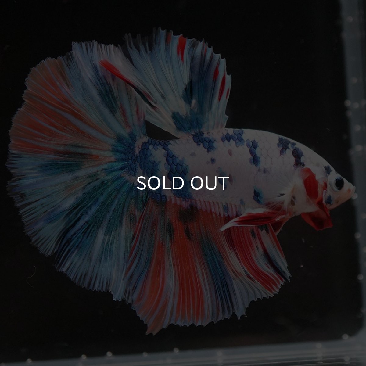 画像7: HM　ホワイトファンシー (7)