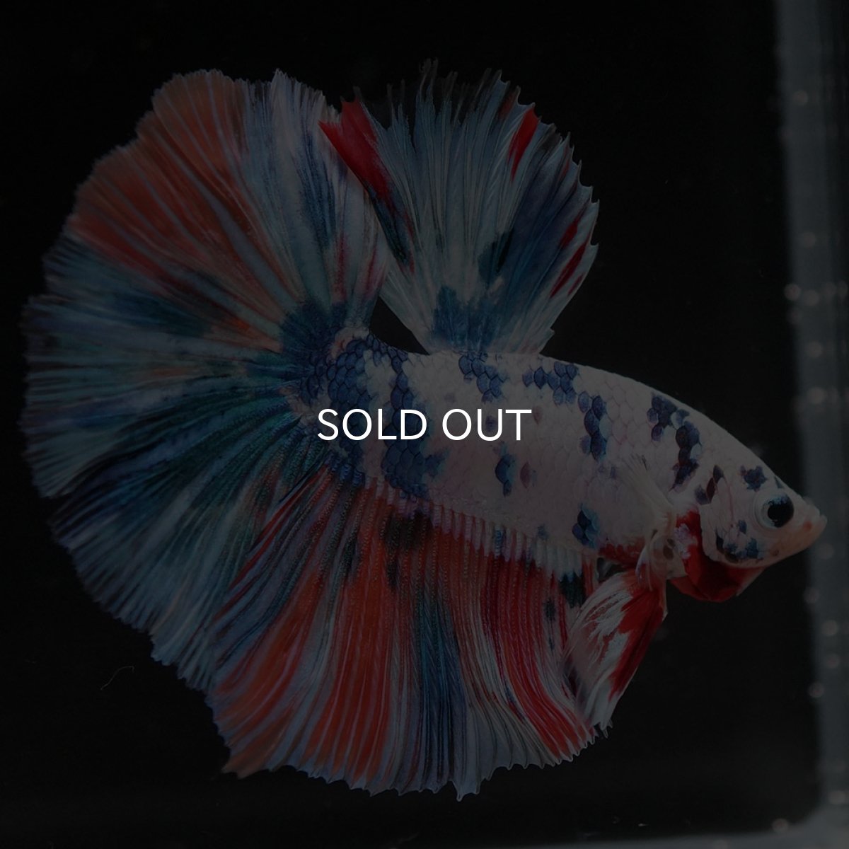 画像2: HM　ホワイトファンシー (2)