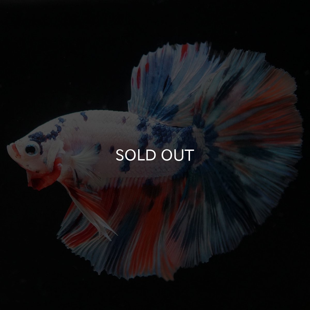 画像6: HM　ホワイトファンシー (6)