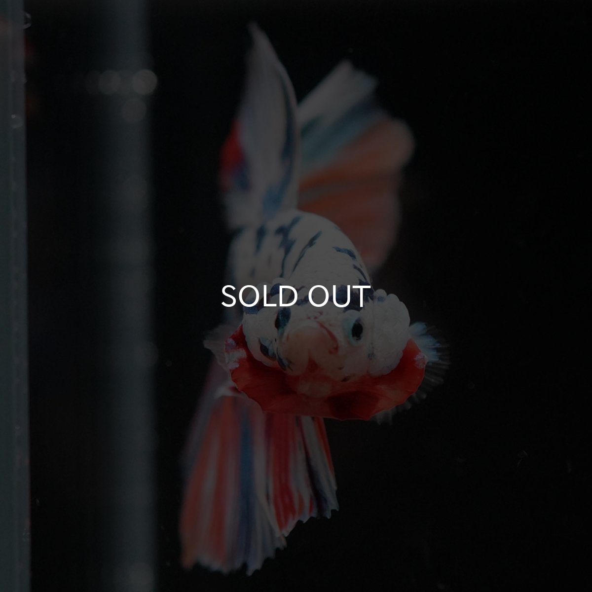 画像3: HM　ホワイトファンシー (3)