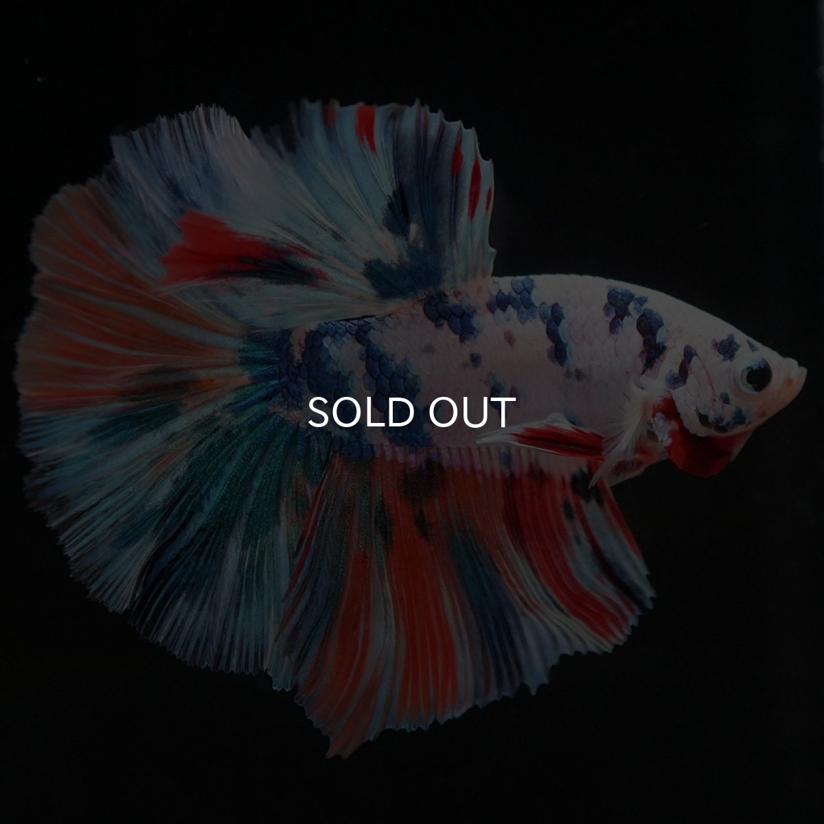 画像5: HM　ホワイトファンシー (5)