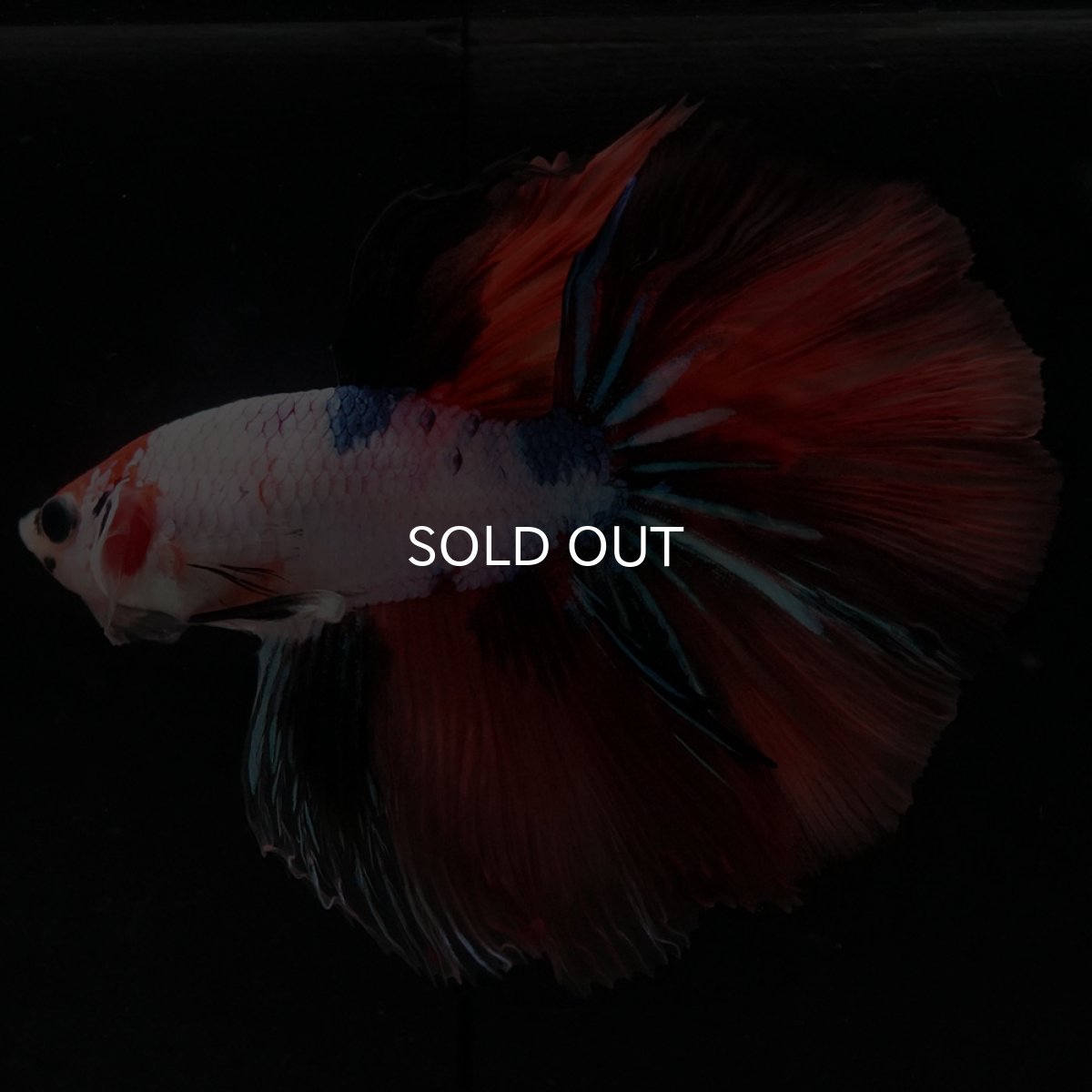 画像7: HM キャンディレインボー (7)