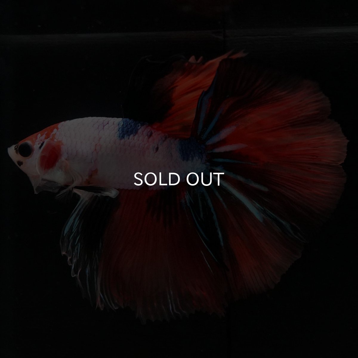 画像6: HM キャンディレインボー (6)