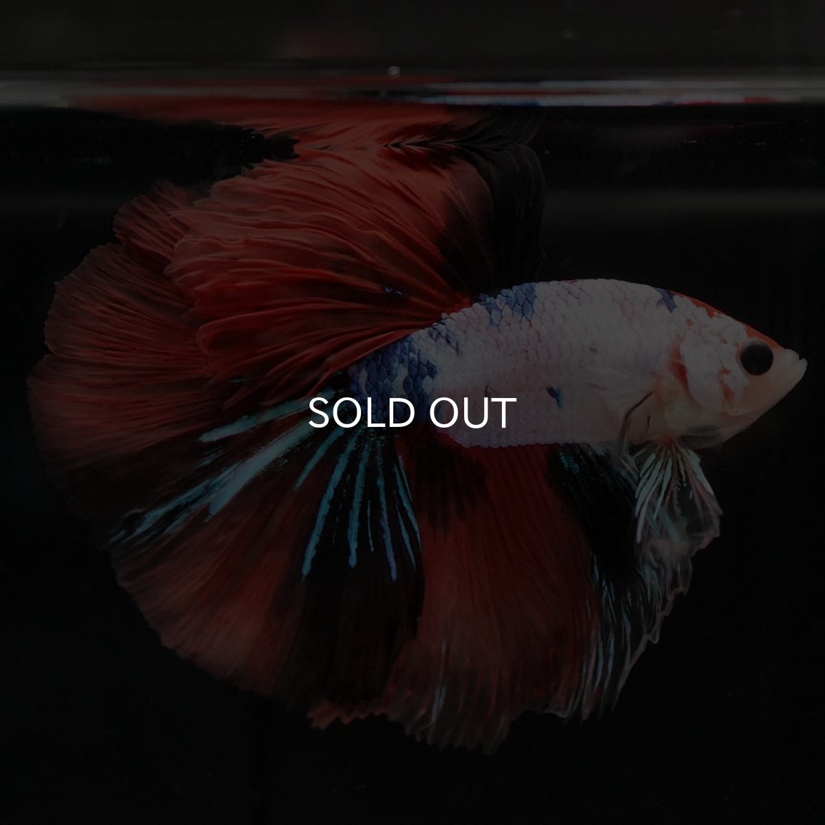 画像5: HM キャンディレインボー (5)