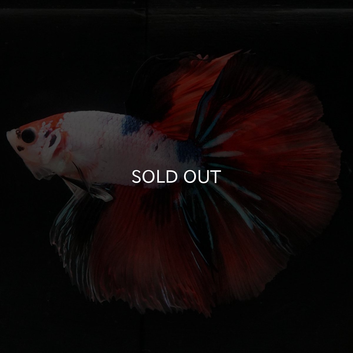 画像4: HM キャンディレインボー (4)