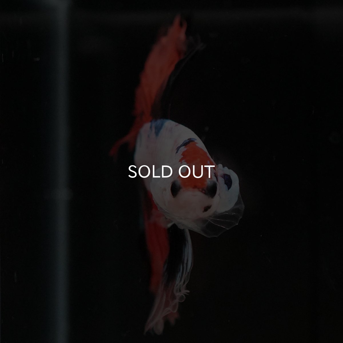 画像3: HM キャンディレインボー (3)