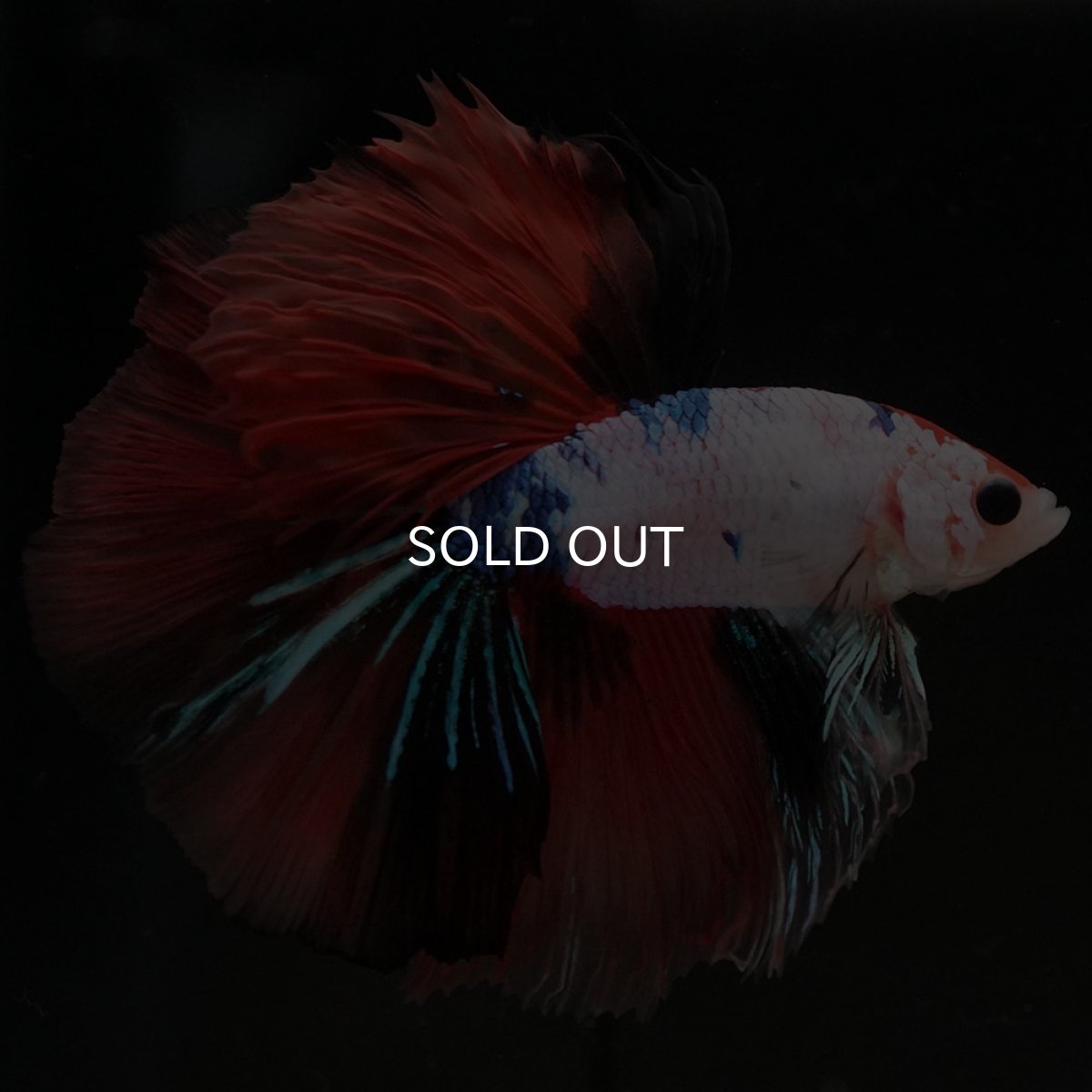 画像2: HM キャンディレインボー (2)