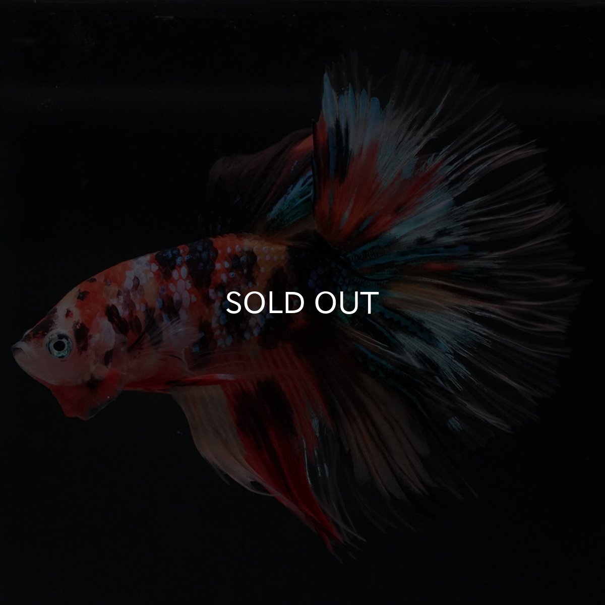 画像7: HM　キャンディギャラクシー　クリアフィン (7)