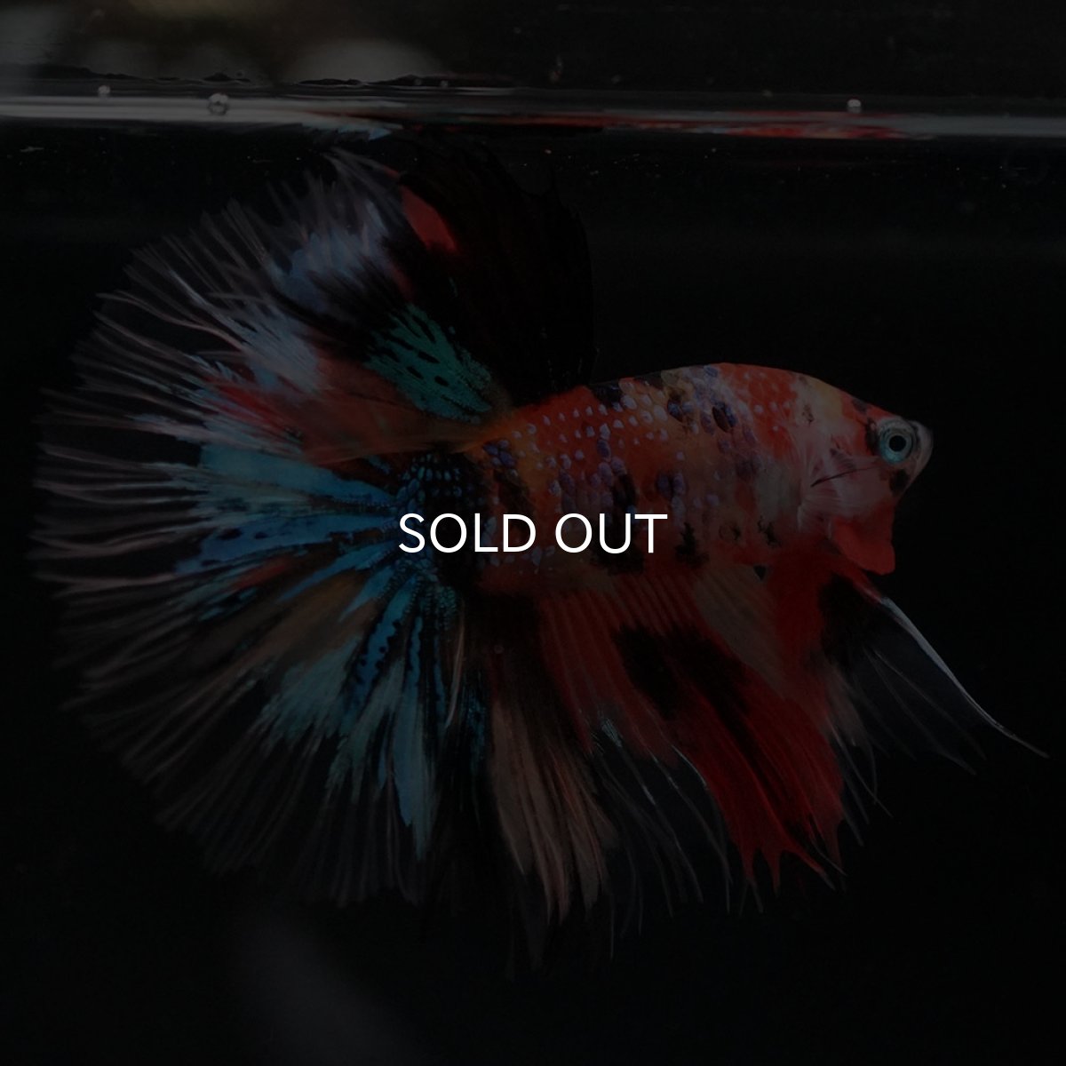 画像3: HM　キャンディギャラクシー　クリアフィン (3)