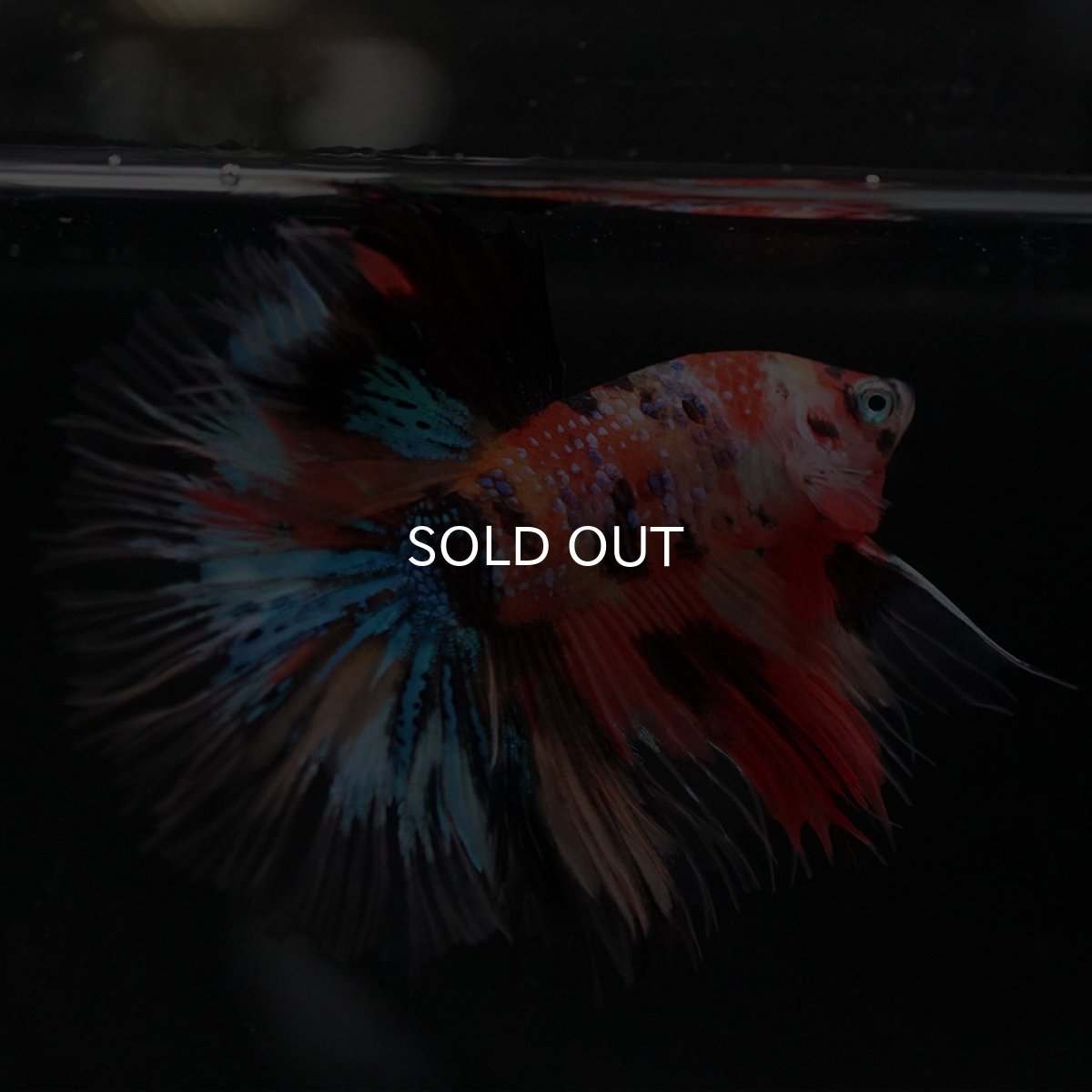 画像5: HM　キャンディギャラクシー　クリアフィン (5)