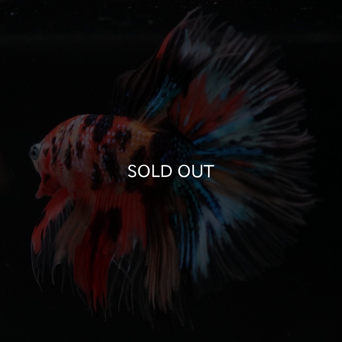 画像6: HM　キャンディギャラクシー　クリアフィン (6)