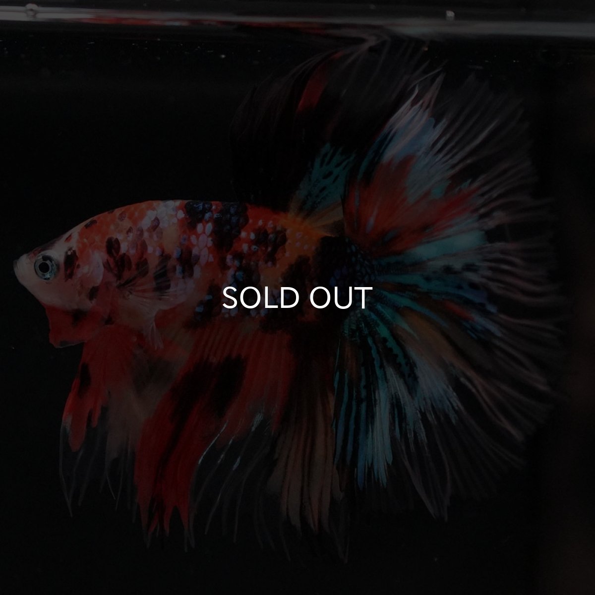 画像2: HM　キャンディギャラクシー　クリアフィン (2)