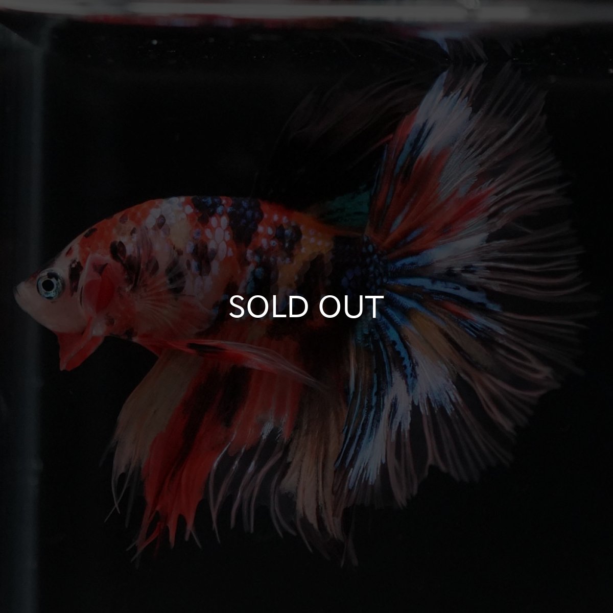 画像4: HM　キャンディギャラクシー　クリアフィン (4)