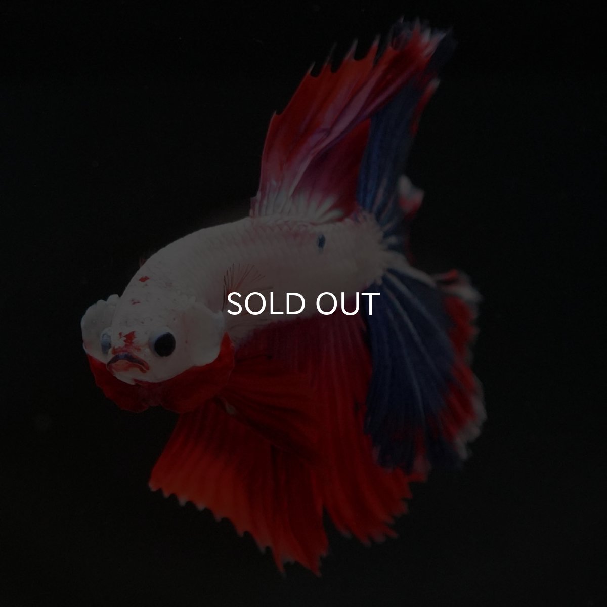 画像3: HM ホワイトファンシー (3)