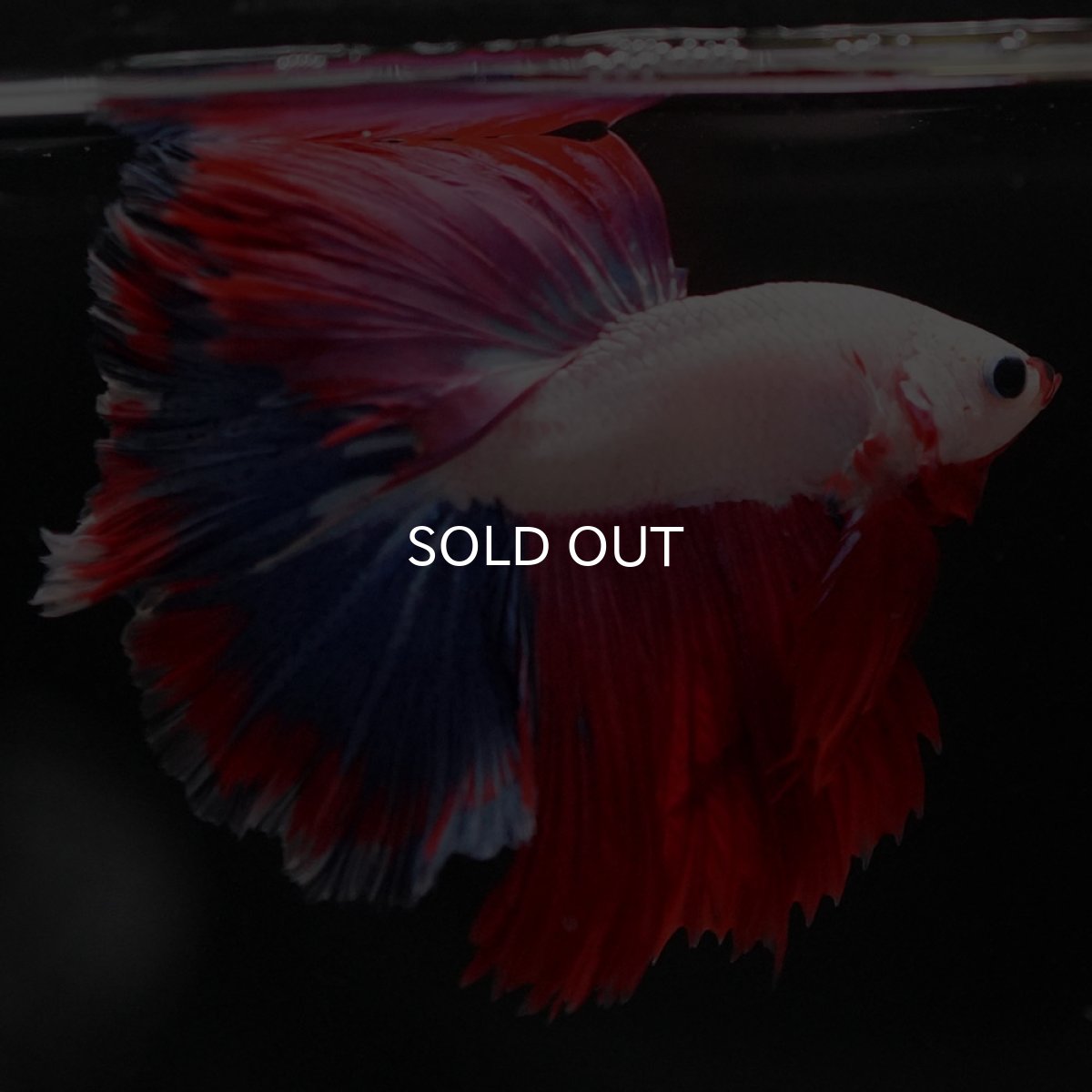 画像9: HM ホワイトファンシー (9)