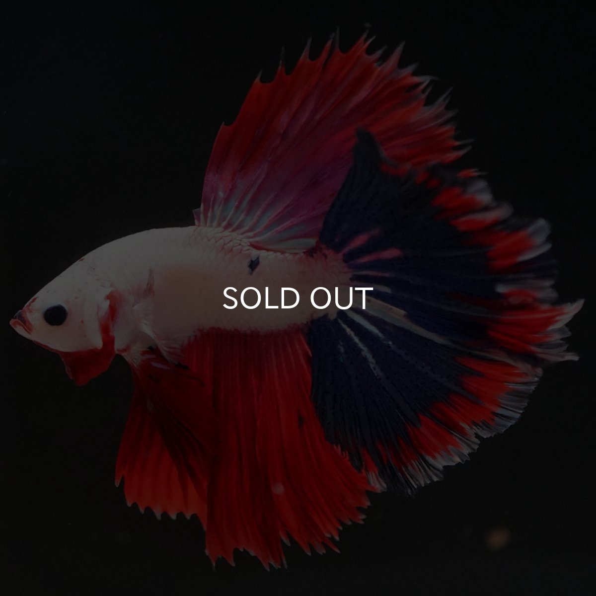 画像8: HM ホワイトファンシー (8)