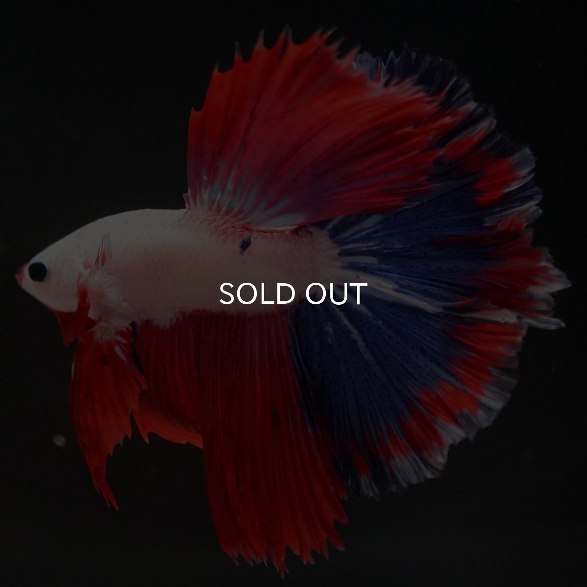 画像6: HM ホワイトファンシー (6)