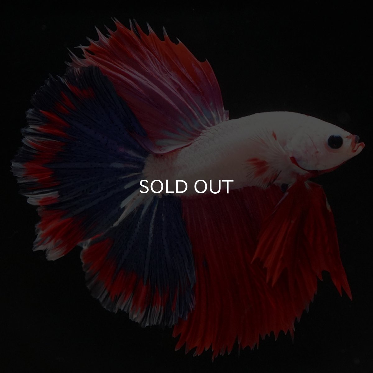 画像2: HM ホワイトファンシー (2)