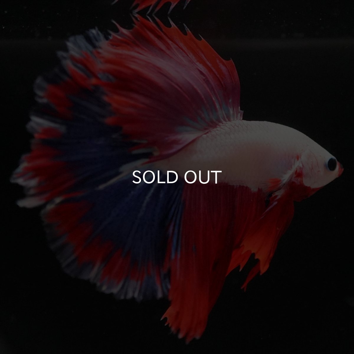 画像7: HM ホワイトファンシー (7)