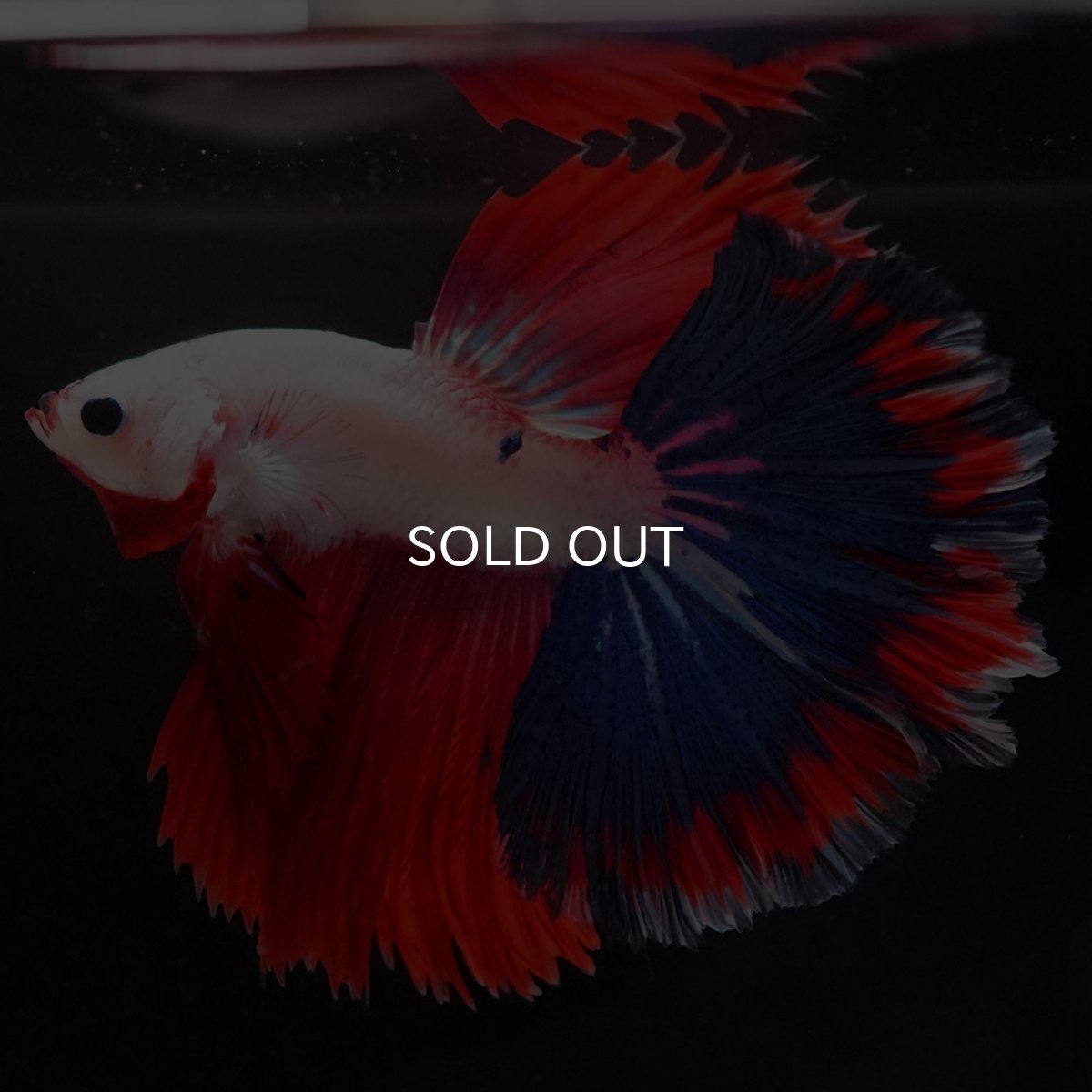 画像4: HM ホワイトファンシー (4)