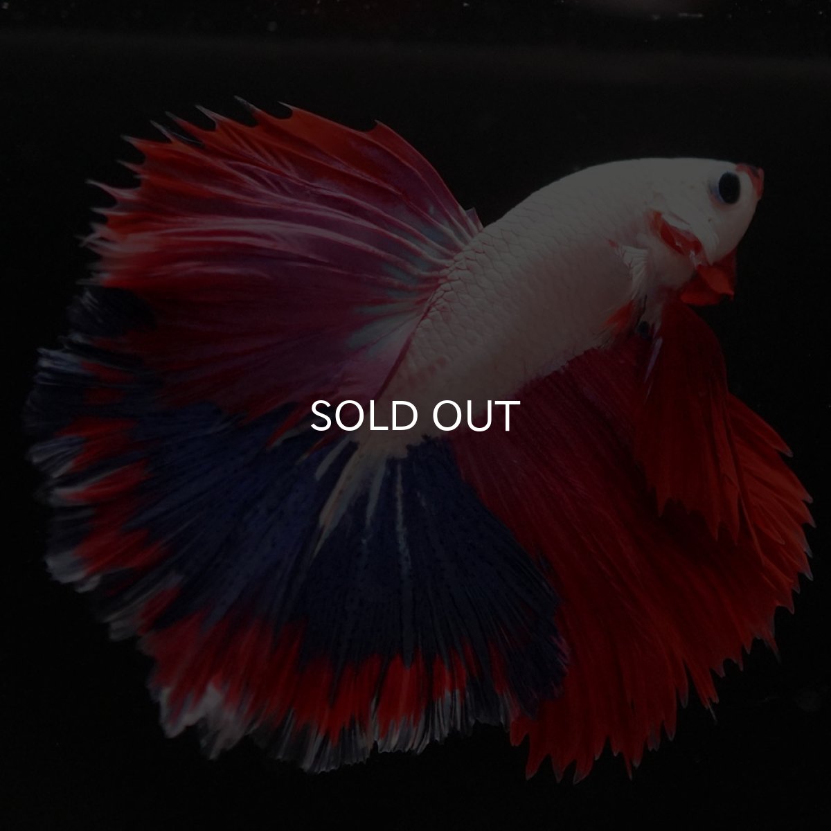 画像5: HM ホワイトファンシー (5)