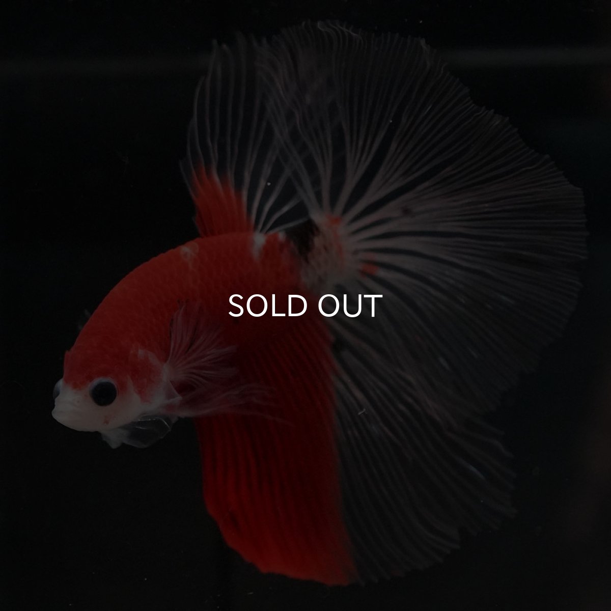 画像8: HM　紅白　クリアフィン (8)