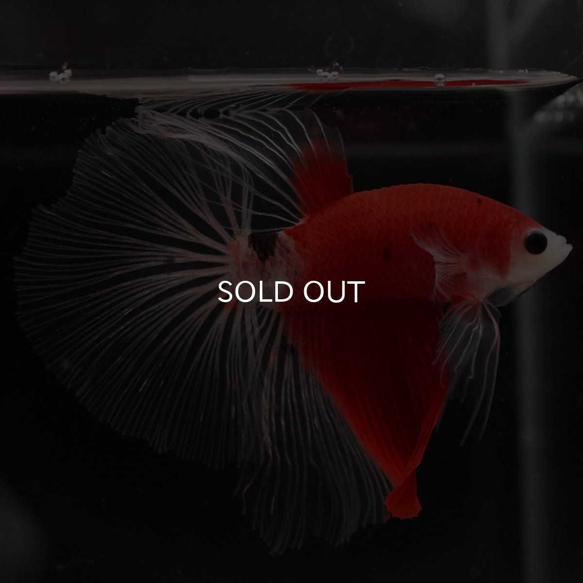 画像10: HM　紅白　クリアフィン (10)