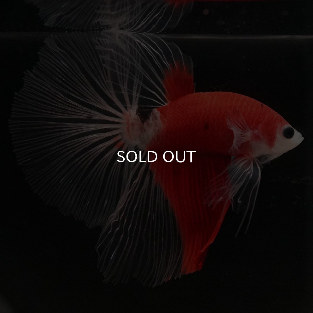 画像9: HM　紅白　クリアフィン (9)