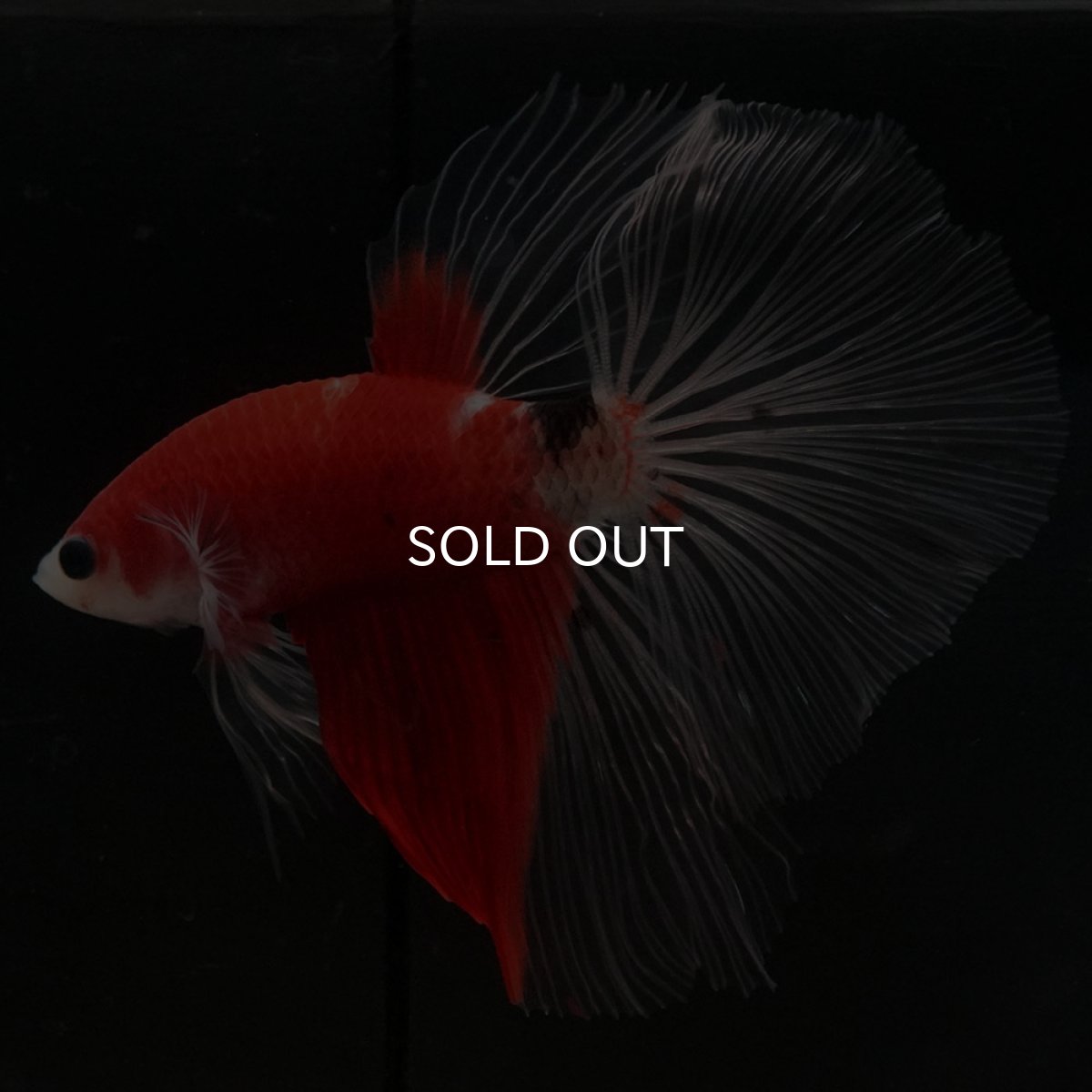 画像6: HM　紅白　クリアフィン (6)