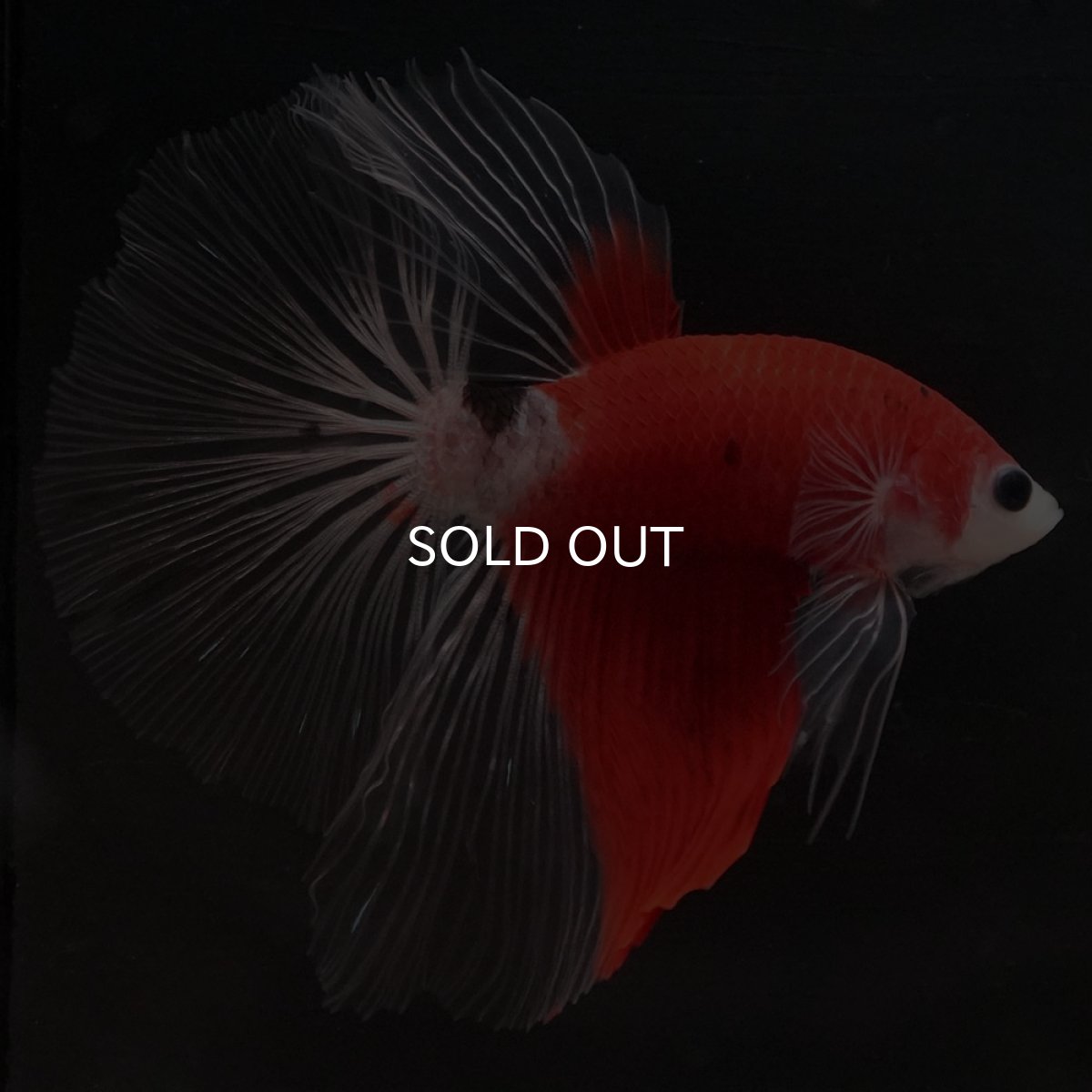 画像7: HM　紅白　クリアフィン (7)