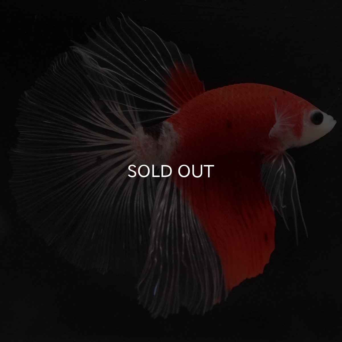 画像5: HM　紅白　クリアフィン (5)