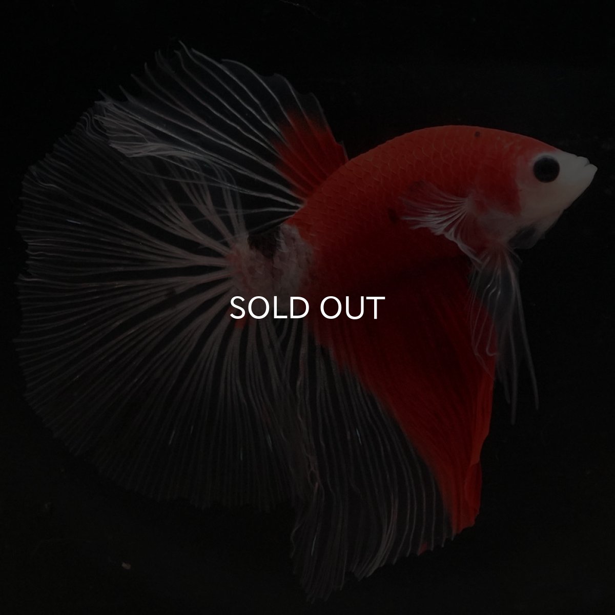 画像3: HM　紅白　クリアフィン (3)