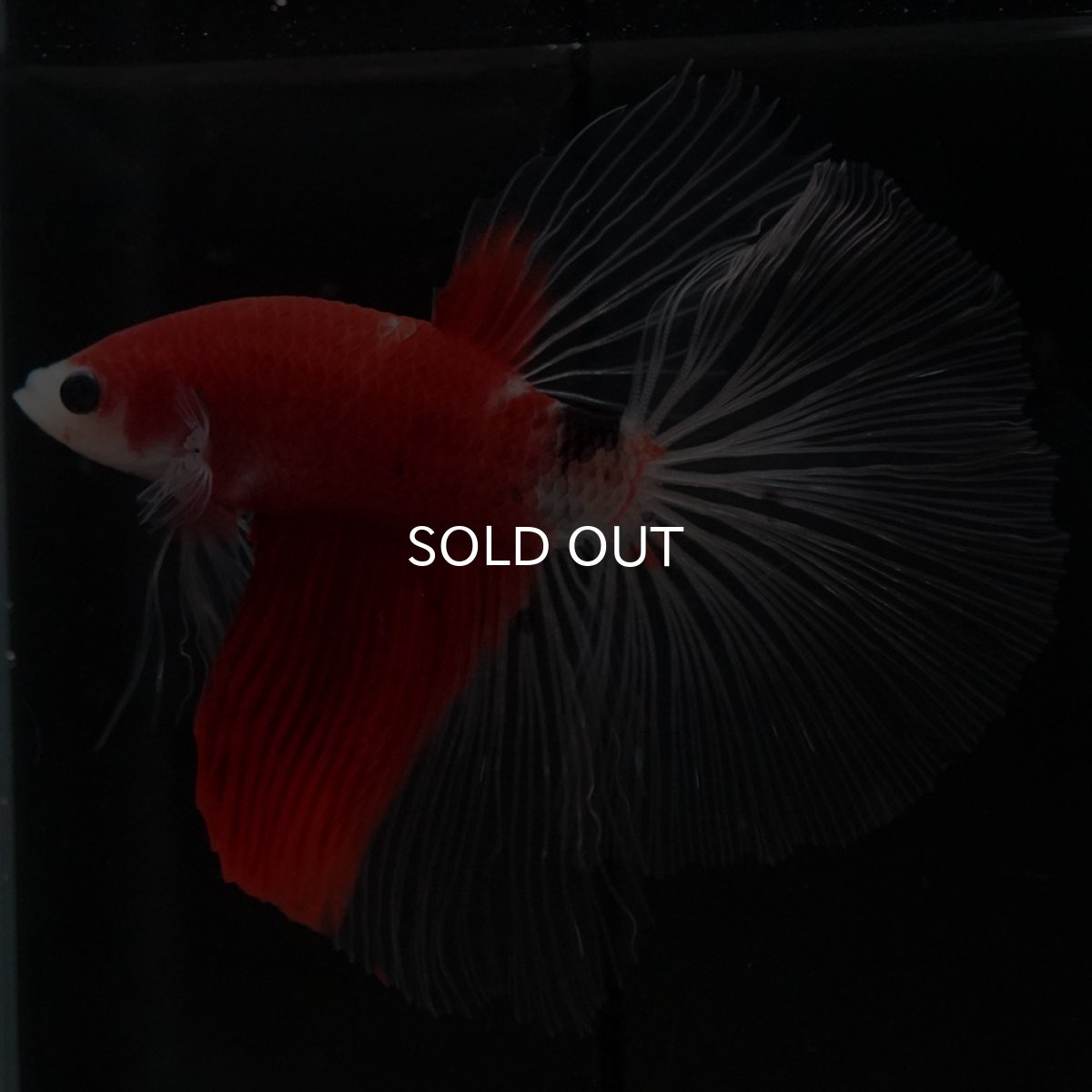 画像2: HM　紅白　クリアフィン (2)