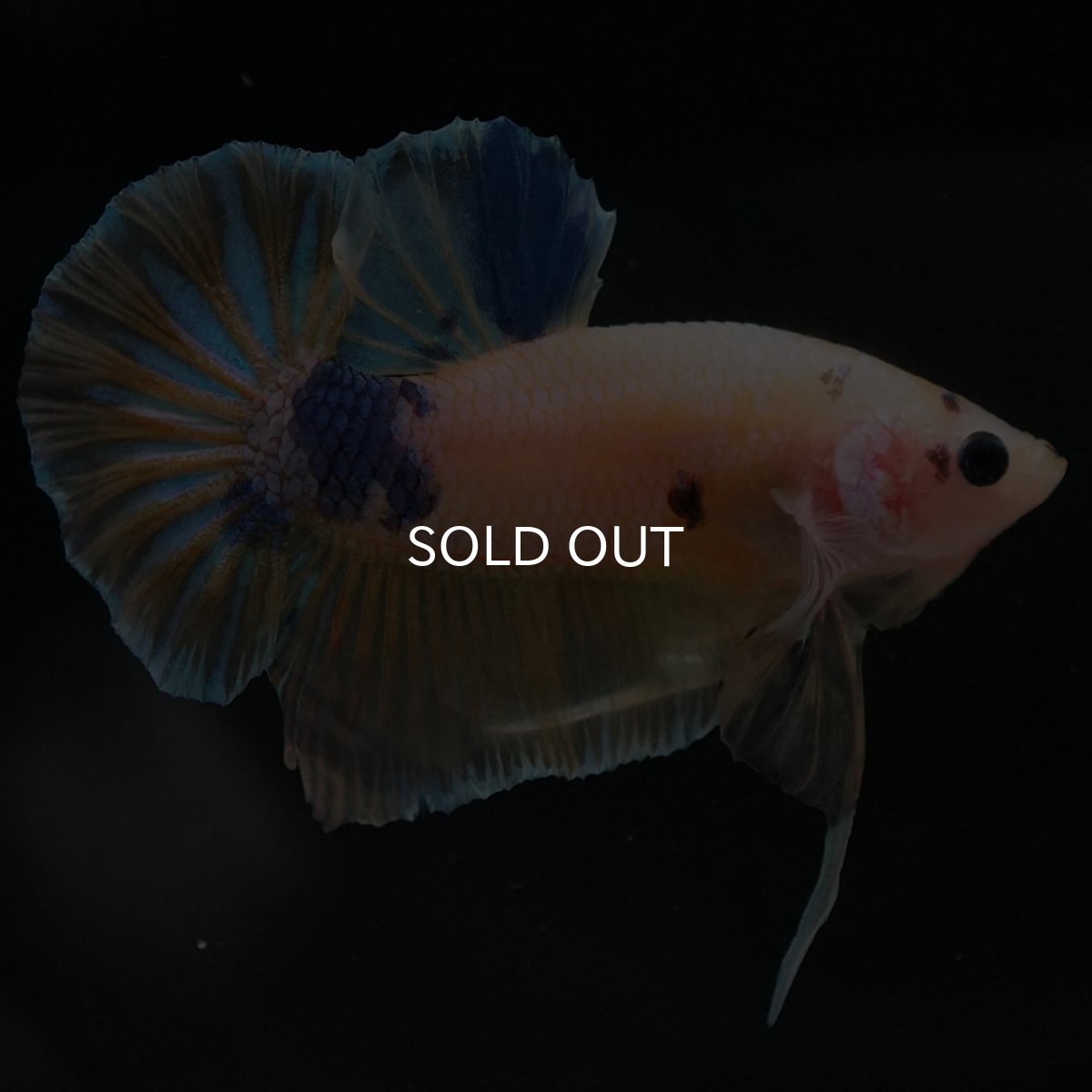 画像5: HMPK　イエローファンシー (5)