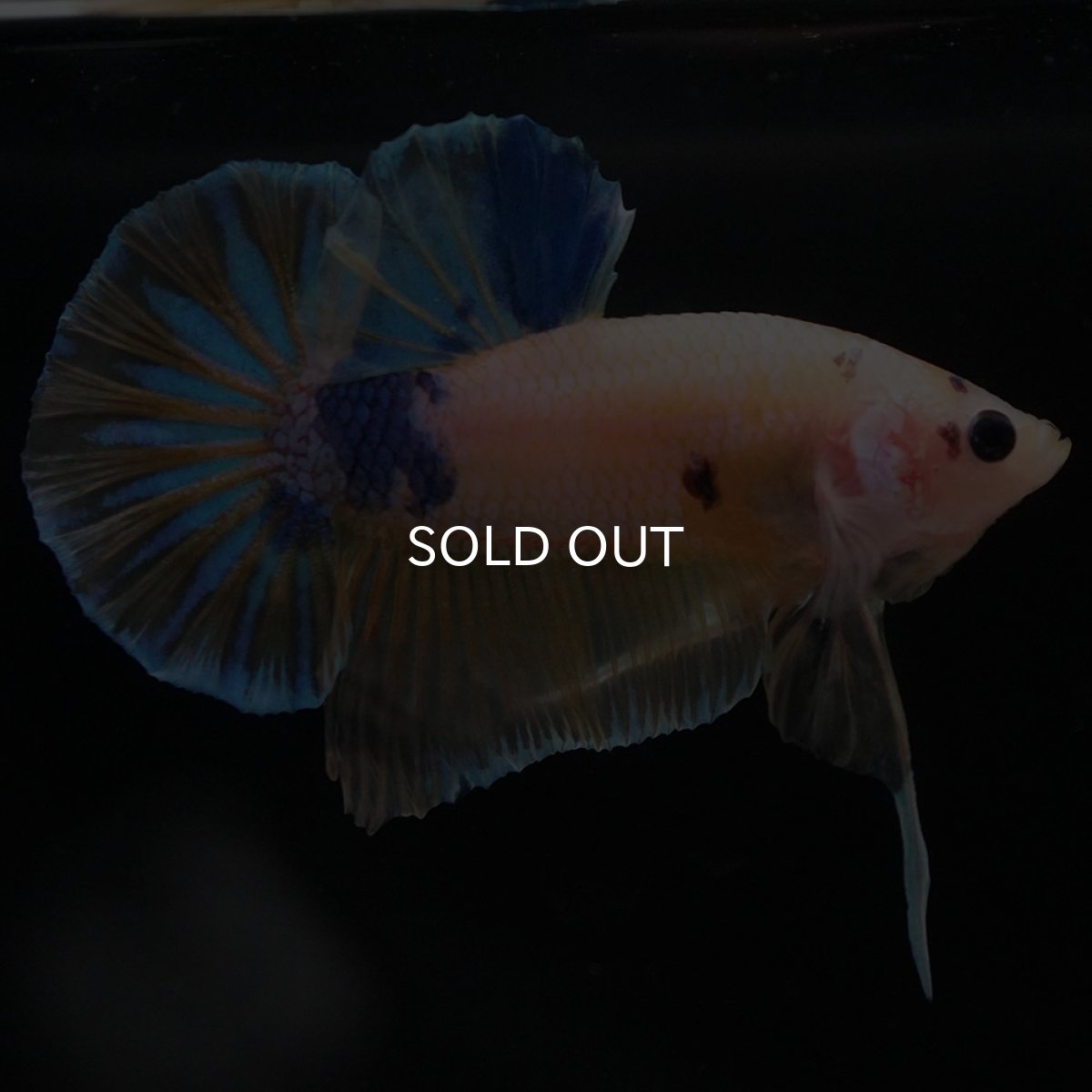 画像3: HMPK　イエローファンシー (3)