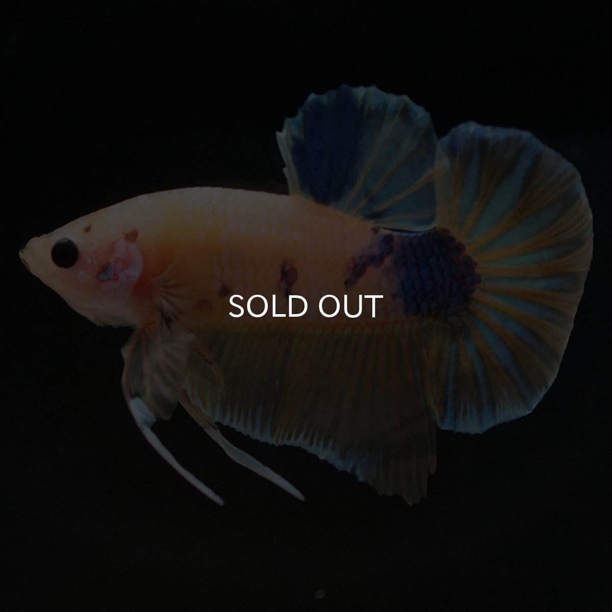 画像6: HMPK　イエローファンシー (6)