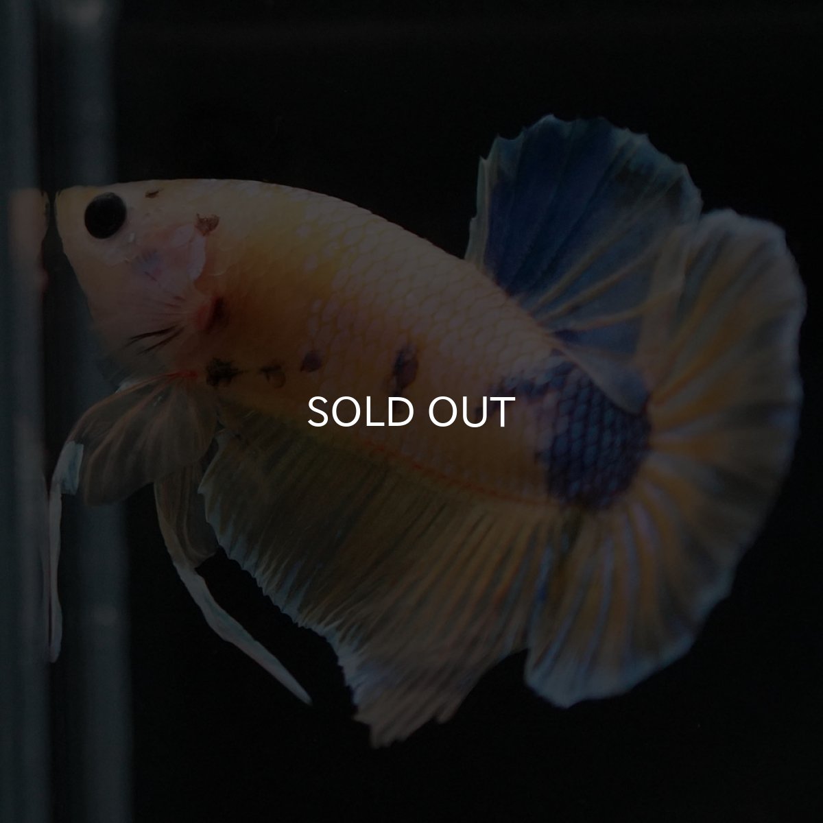 画像7: HMPK　イエローファンシー (7)