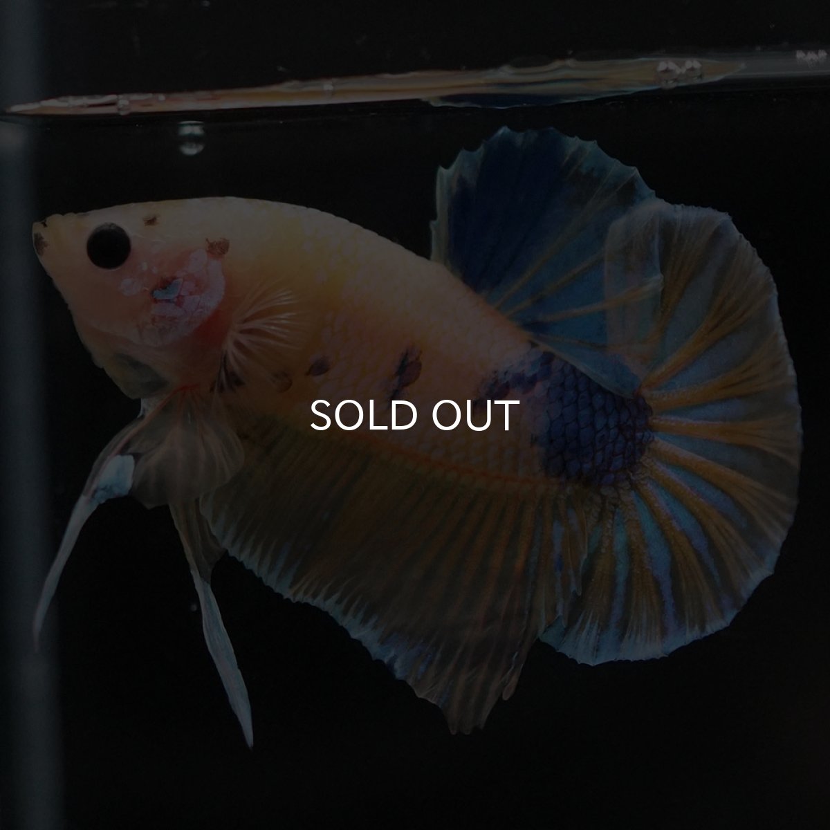 画像4: HMPK　イエローファンシー (4)