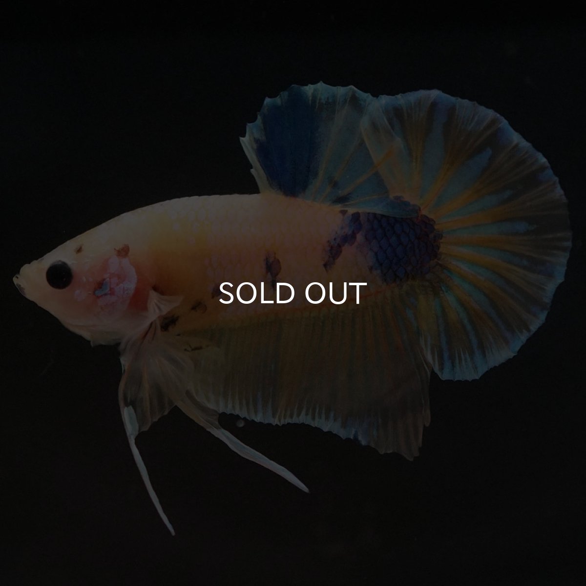 画像2: HMPK　イエローファンシー (2)