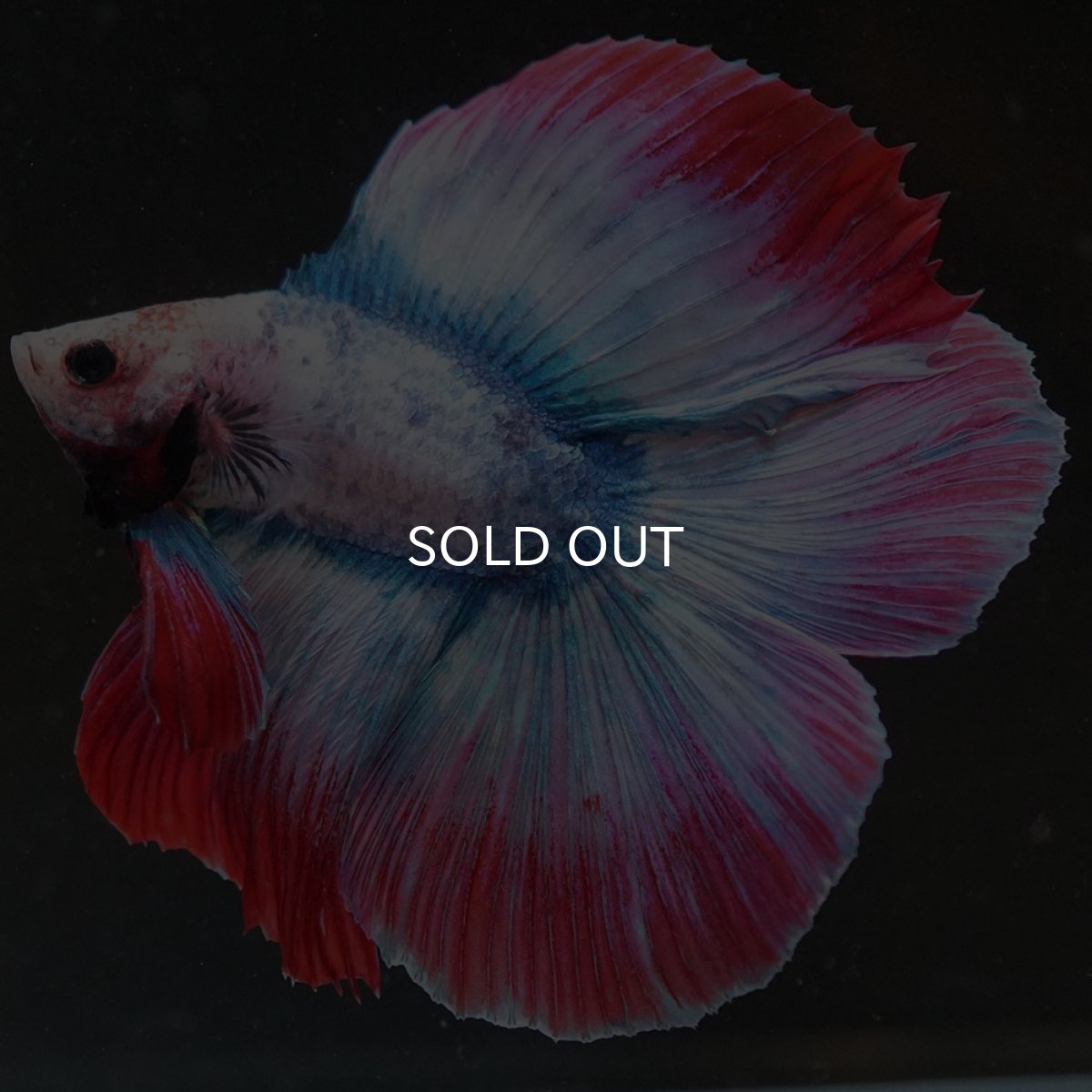 画像6: FM タイフラッグ (6)