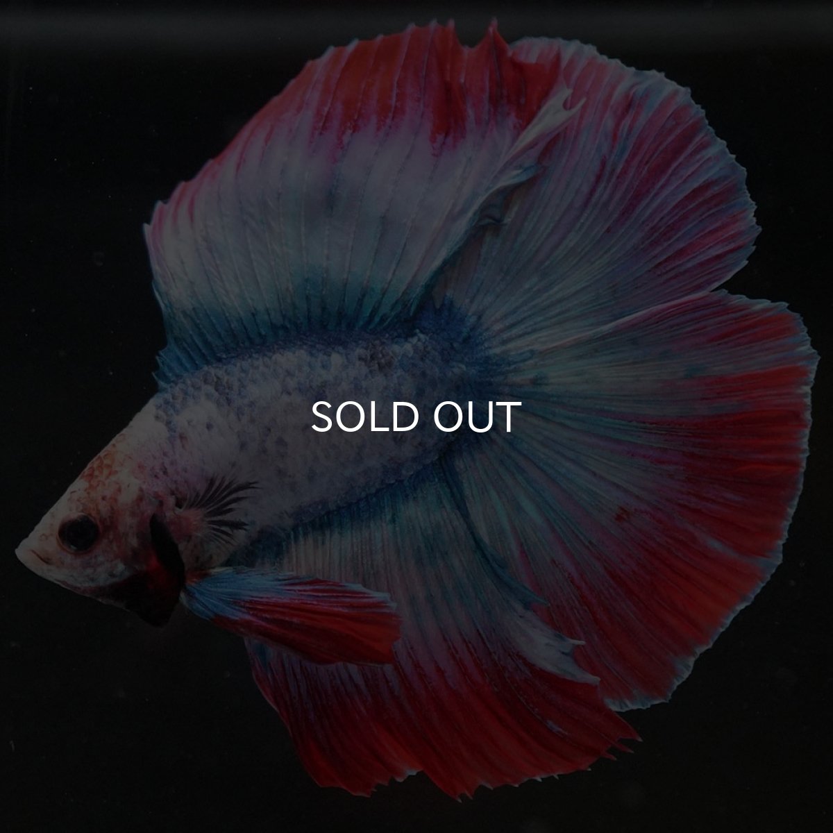 画像4: FM タイフラッグ (4)